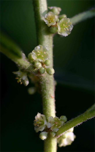 Clutia swynnertonii