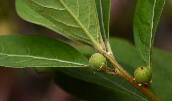 Clutia swynnertonii