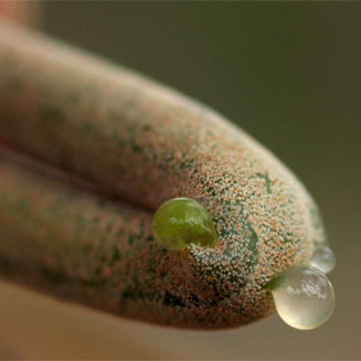 Schinziophyton rautanenii (Manketti, Mongongo)