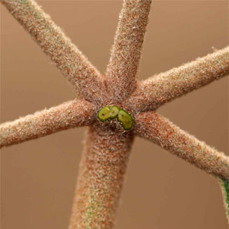 Schinziophyton rautanenii (Manketti, Mongongo)