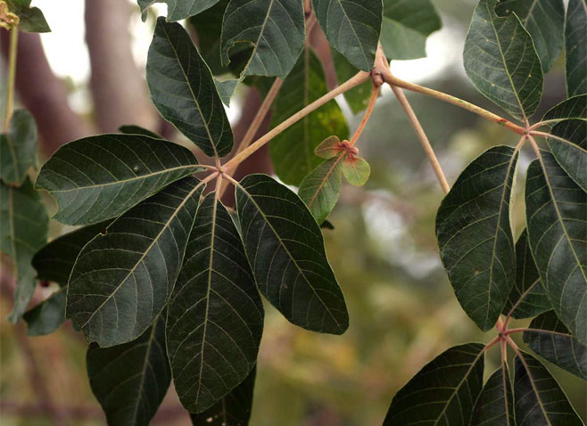 Schinziophyton rautanenii (Manketti, Mongongo)