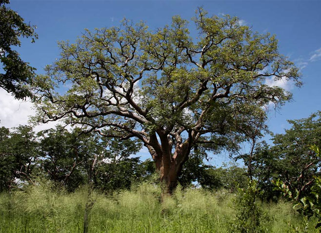 Schinziophyton rautanenii (Manketti, Mongongo)