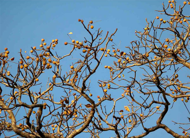 Schinziophyton rautanenii (Manketti, Mongongo)