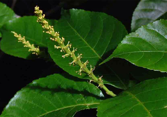 Excoecaria bussei 