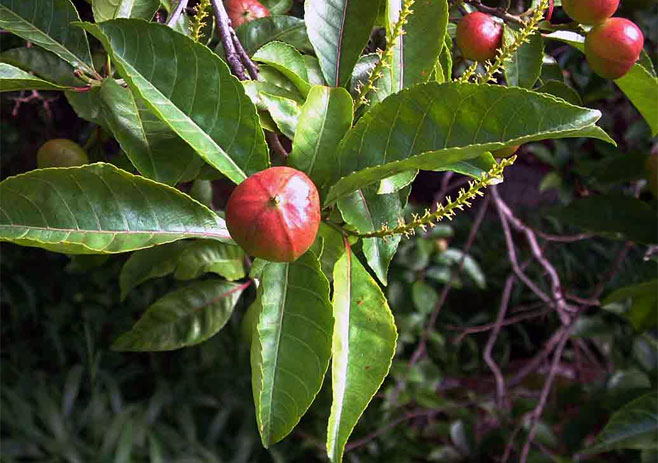 Excoecaria bussei 