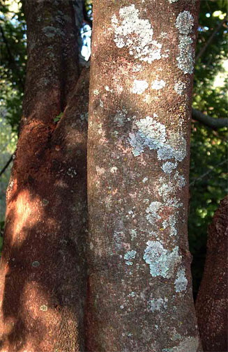 Excoecaria bussei 