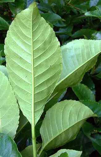 Excoecaria bussei 