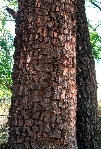 Spirostachys africana