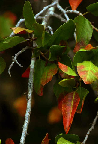 Spirostachys africana