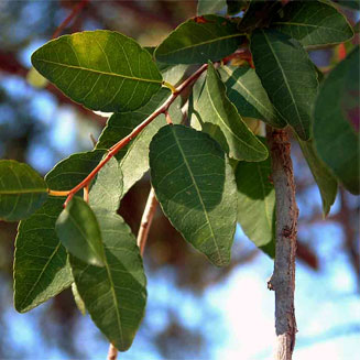 Spirostachys africana