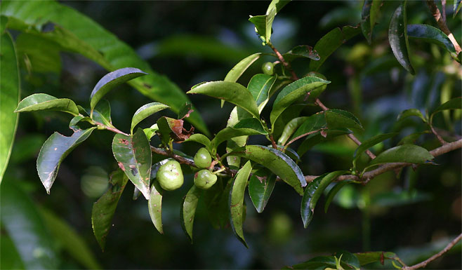 Shirakiopsis elliptica