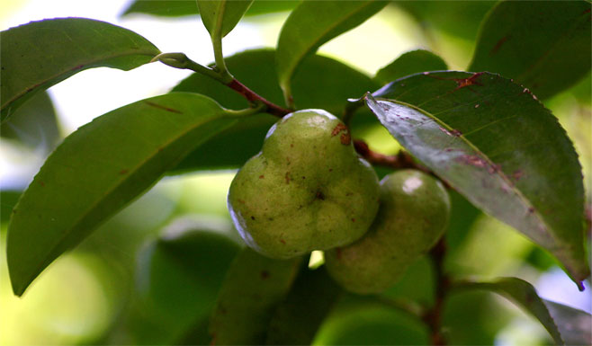 Shirakiopsis elliptica