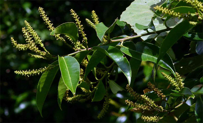 Shirakiopsis elliptica