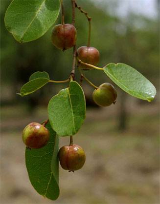 Maprounea africana