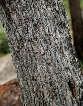 Maprounea africana
