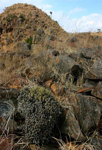 Euphorbia acervata