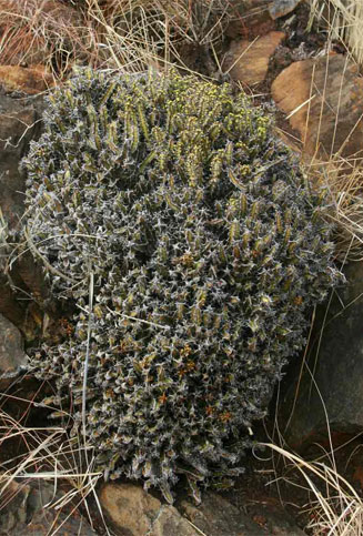 Euphorbia acervata