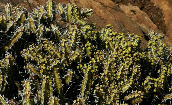 Euphorbia acervata