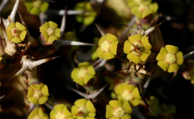 Euphorbia acervata