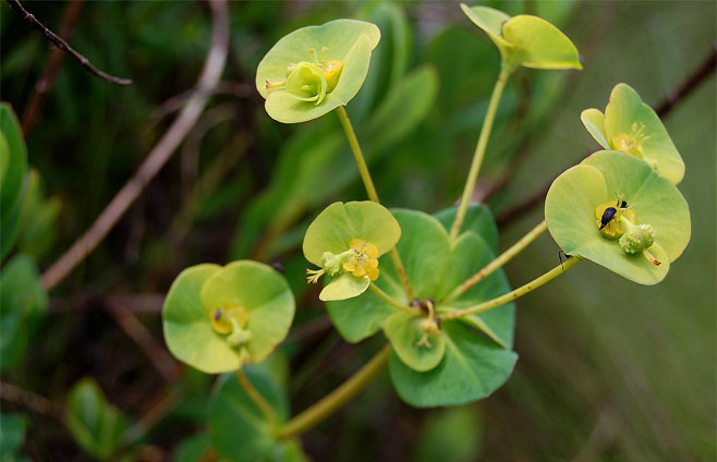 Euphorbia citrina