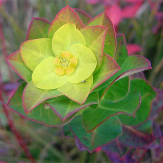 Euphorbia citrina