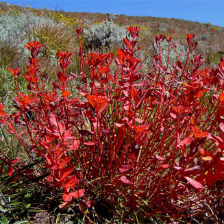 Euphorbia citrina