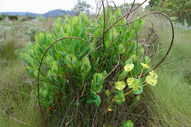 Euphorbia citrina