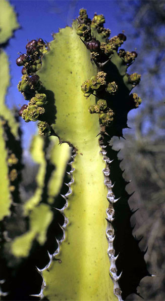 Euphorbia confinalis 