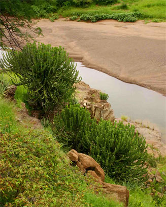 Euphorbia cooperi (Bushveld candelabra tree)