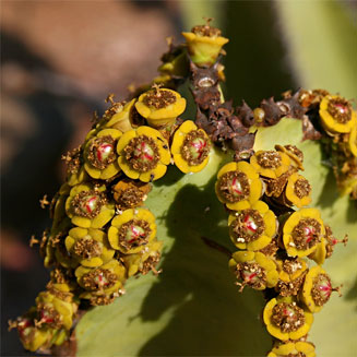 Euphorbia cooperi (Bushveld candelabra tree)