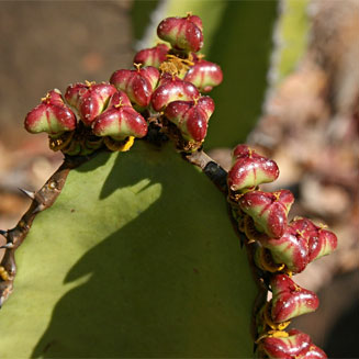 Euphorbia cooperi (Bushveld candelabra tree)