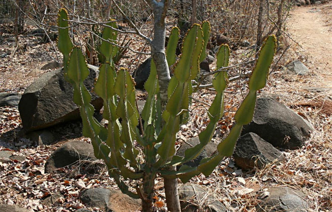 Euphorbia cooperi (Bushveld candelabra tree)