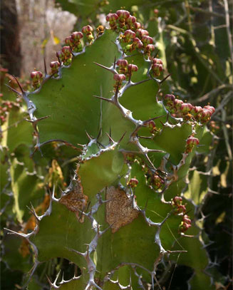 Euphorbia cooperi (Bushveld candelabra tree)