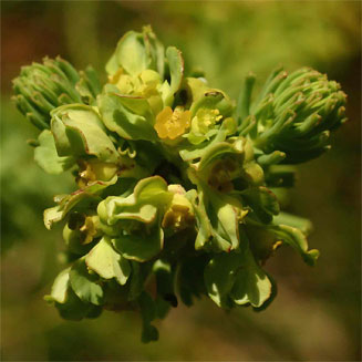 Euphorbia crebrifolia