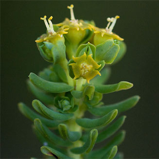 Euphorbia crebrifolia