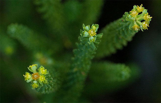 Euphorbia crebrifolia