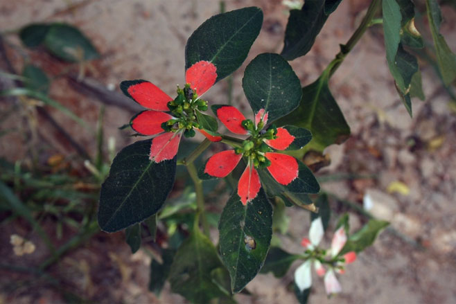 Euphorbia cyathophora