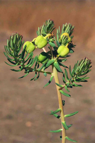 Euphorbia cyparissioides