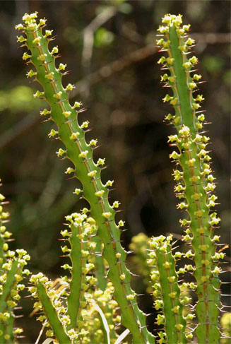 Euphorbia gregaria 