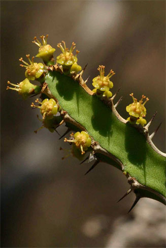 Euphorbia gregaria 