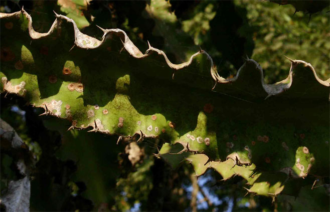 Euphorbia halipedicola