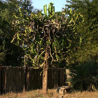 Euphorbia halipedicola