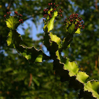 Euphorbia halipedicola