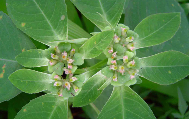 Euphorbia heterophylla (Mexican fire plant)