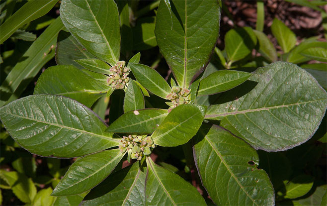 Euphorbia heterophylla (Mexican fire plant)