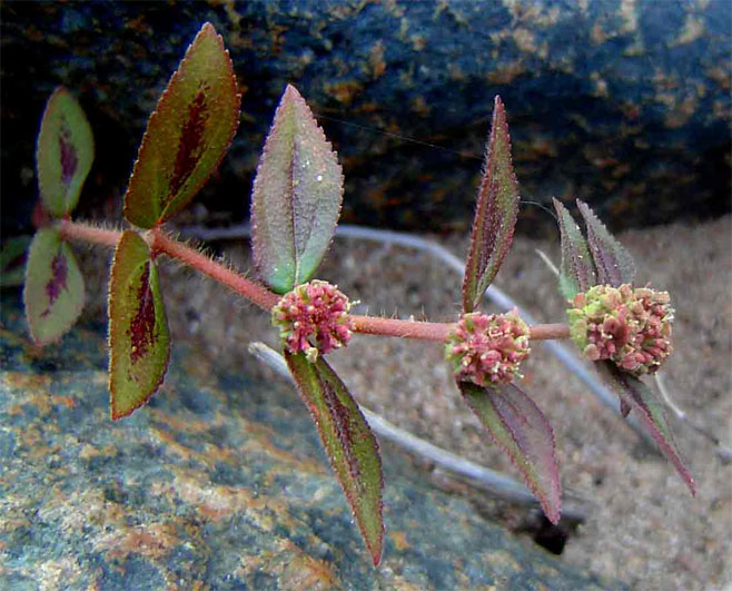 Euphorbia hirta 