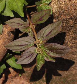 Euphorbia hirta 