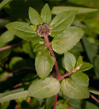 Euphorbia hirta 