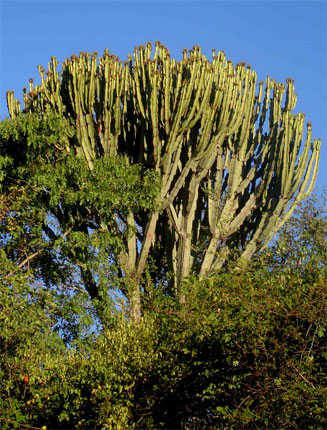 Euphorbia ingens