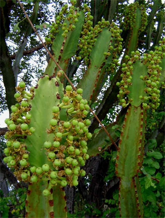 Euphorbia ingens
